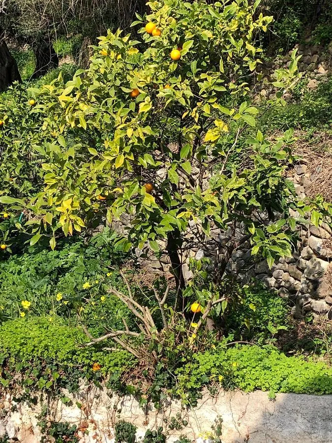 Soutariba Bed & Breakfast Roquebrune-Cap-Martin